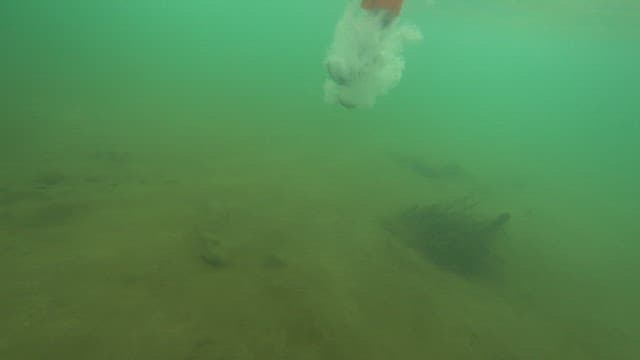 강바닥 근처를 헤엄치는 물고기