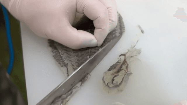 도마 위에서 생선 손질