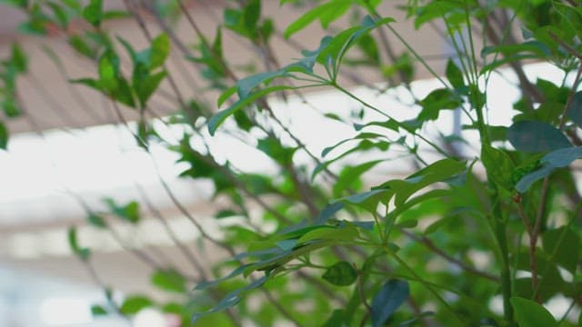 부드러운 조명이 있는 실내 식물