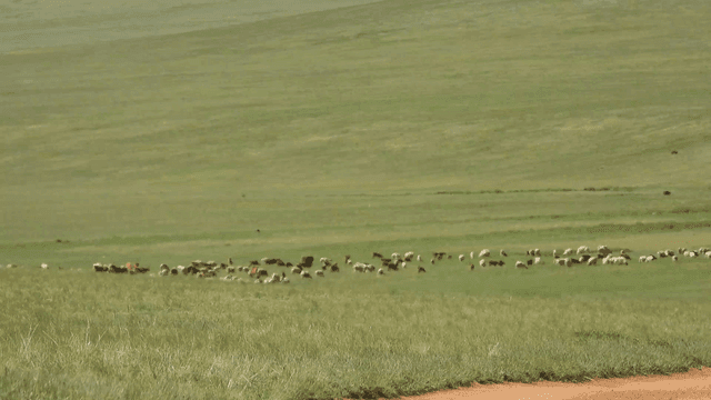 넓은 초원에서 풀을 뜯는 말 떼