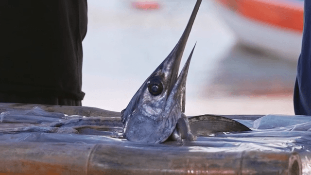 테이블 위에 긴 주둥이를 가진 새치