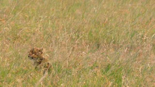 Cheetah Cubs Playing in the Grass