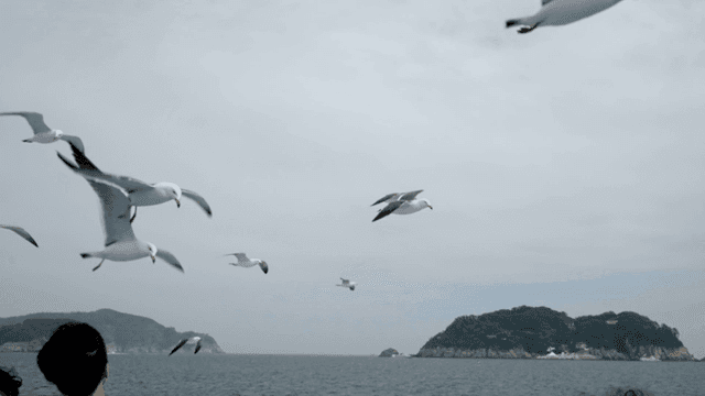 Seagulls flying over sea