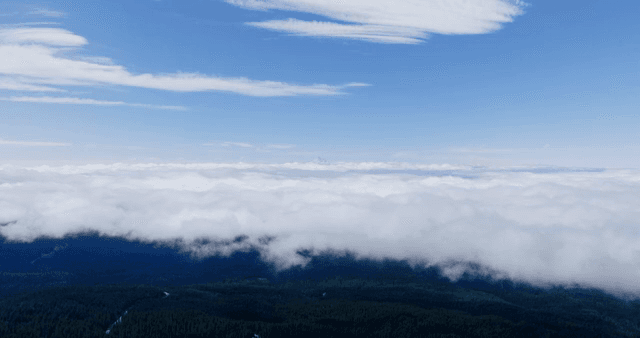 A vast forest beneath a cloudy sky