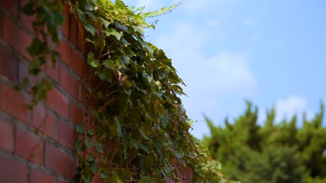 Ivy Leaves Against a Brick Wall
