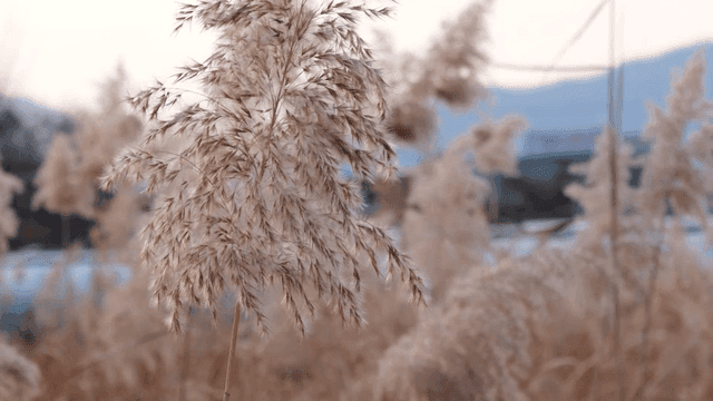 Close-up of tall grass swaying in the wind
