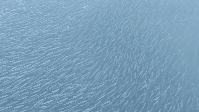 Shoal of fish swimming in clear water