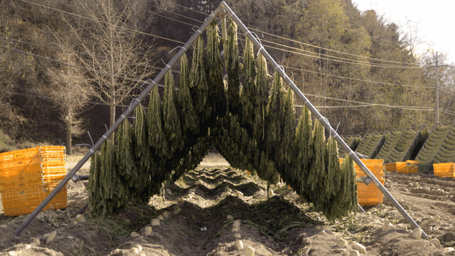 Dried radish leaves drying in rural field
