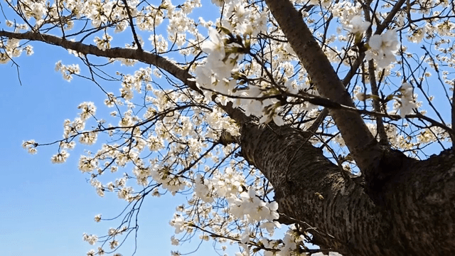 맑은 하늘 아래 핀 벚꽃