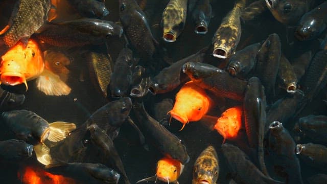 물 속에서 헤엄치는 화려한 잉어들