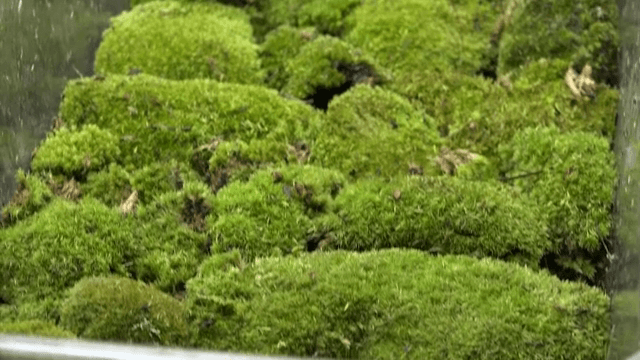 Moss growing in a clear container