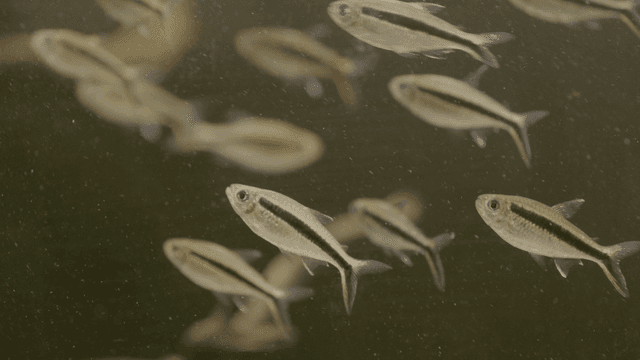Fish swimming in a clear aquarium