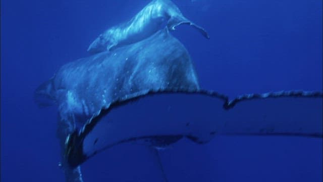 Humpback Whales Swimming in the Ocean Depths