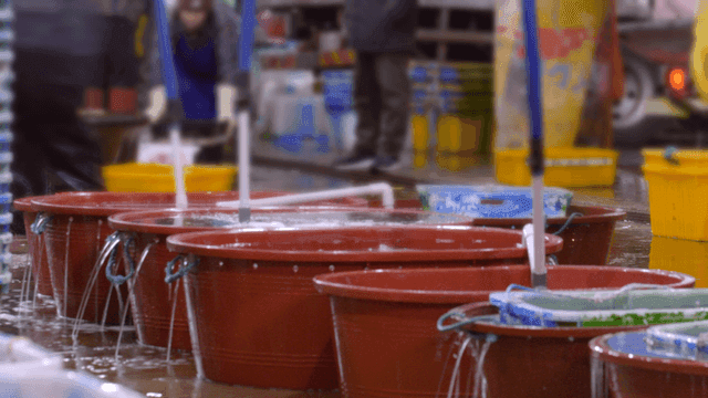 Fish market with rows of basins filled with fish