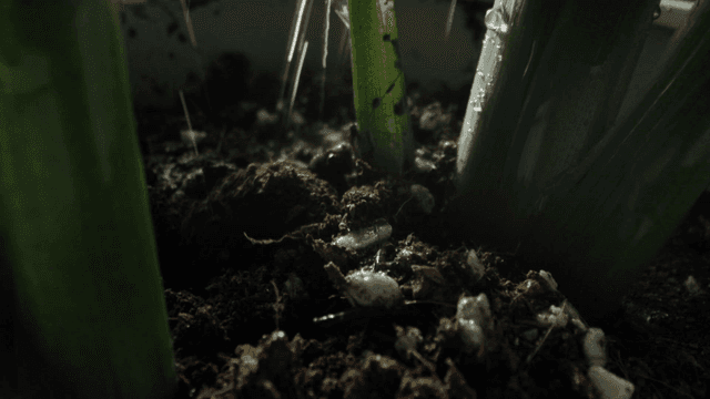 Close-up of soil and plant stems with earthworms