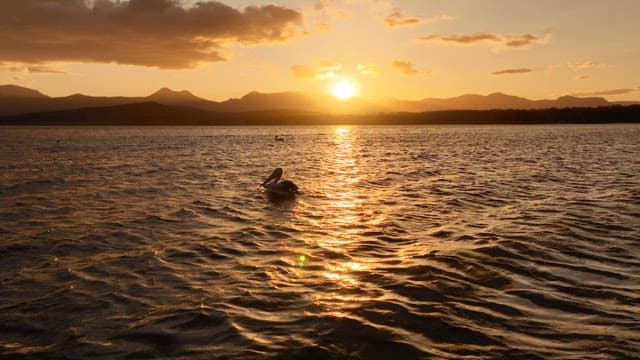 Birds flying over the Mogerah lake at sunset