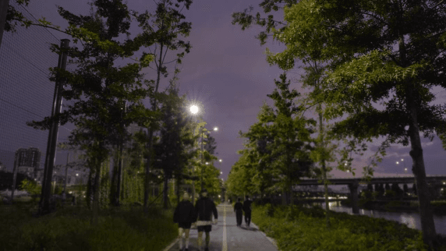 Evening walk on a tree-lined path
