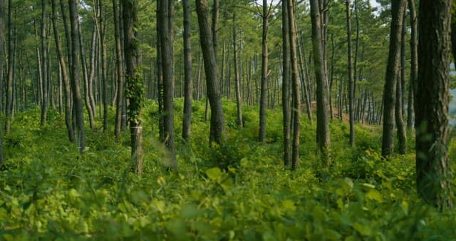 Fresh Forest with Sunlight Streaming in