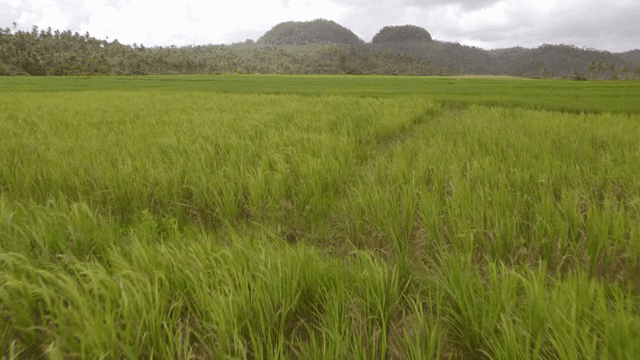 멀리 언덕이 보이는 푸른 논