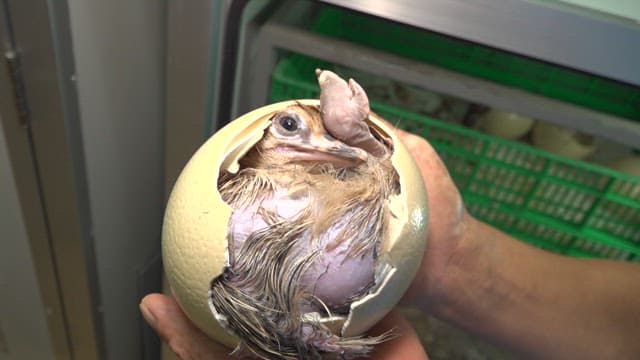 Baby ostrich hatching from its egg in an incubator