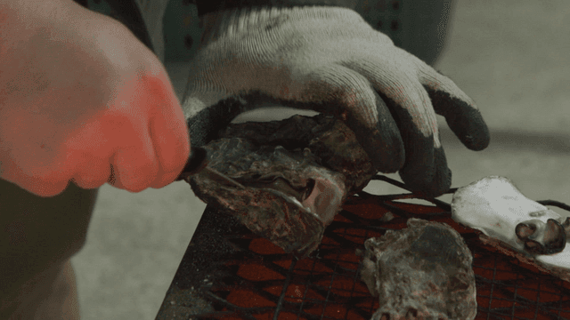 Hand shucking oysters grilled on barbecue grill