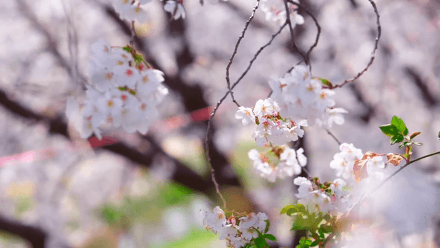 Cherry blossoms blooming on tree branches