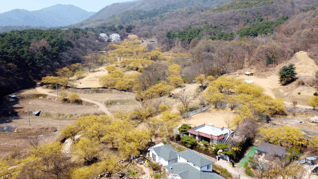 노란 산수유 꽃이 핀 산으로 둘러싸인 시골 마을