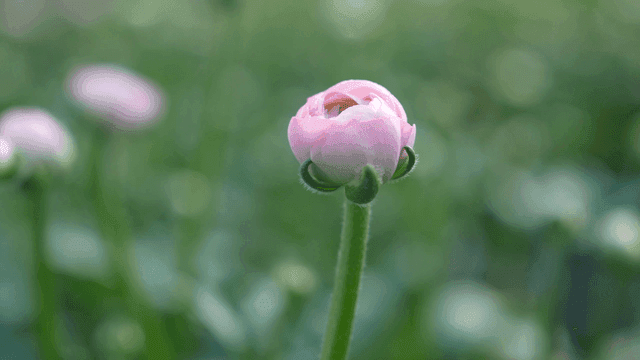 Pink flower buds in green field