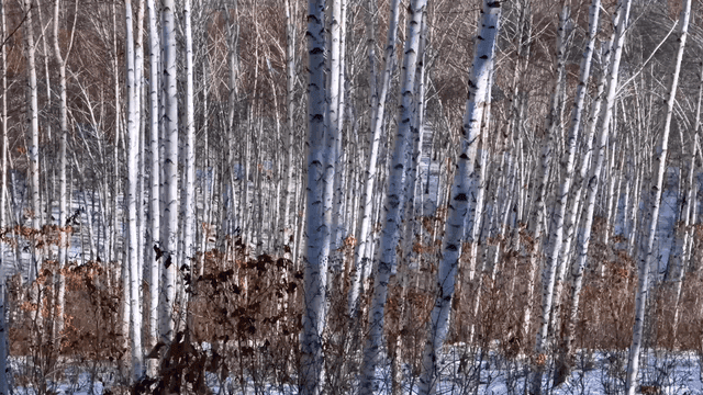 Quiet birch forest in winter