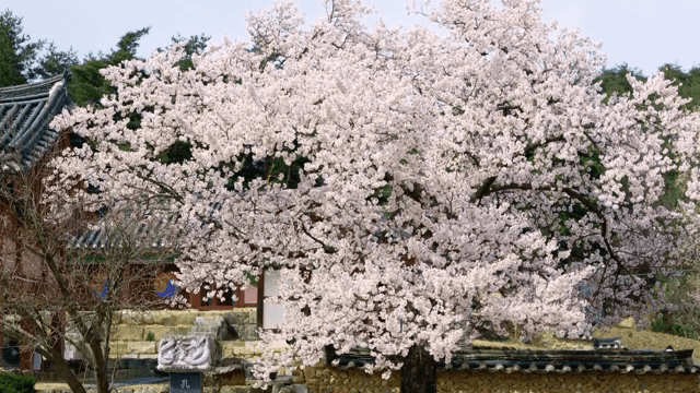 전통 한옥에 만개한 벚꽃