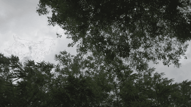 Looking up at the forest canopy