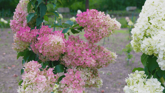 Pink and white mottled hydrangeas in garden