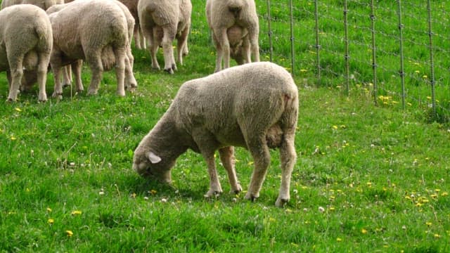 Sheep grazing in a lush green pasture in the afternoon.