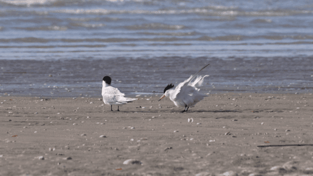 Seagulls on a sandy beach by the sea