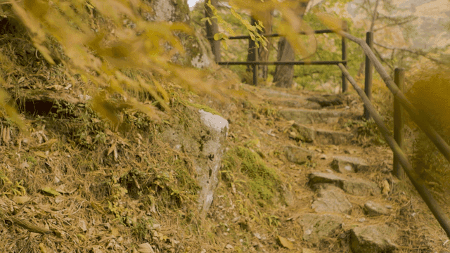 Serene forest path with autumn leaves