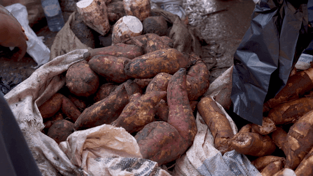 Freshly harvested sweet potatoes and yams