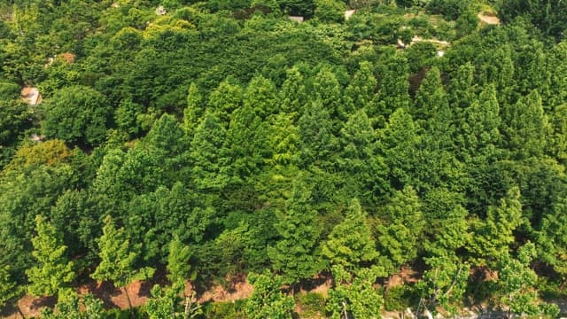 울창한 나무가 있는 푸른 숲