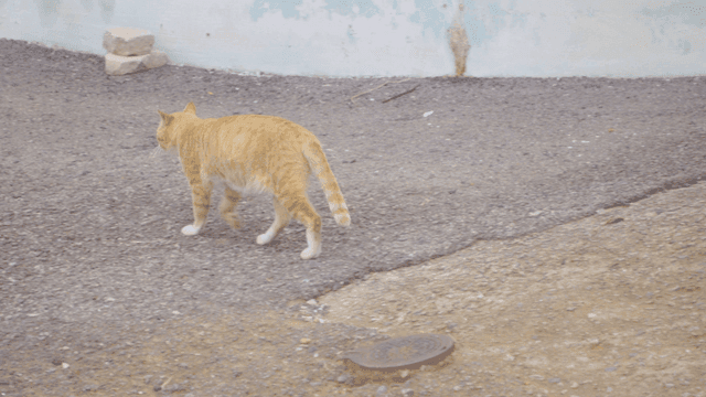 포장된 길을 걷는 노란 고양이