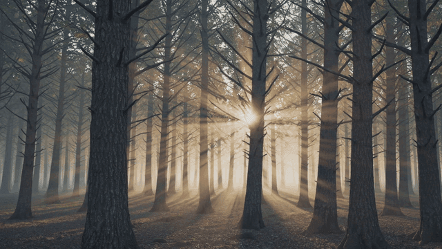 Sunlight streaming through a dense forest
