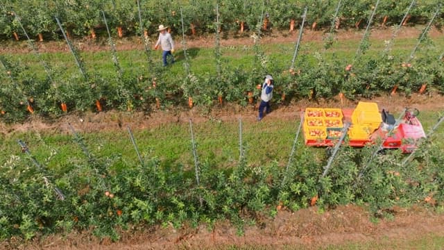 Farmers harvesting apples in an orchard