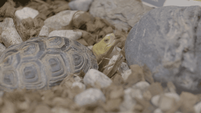 Turtle sitting still on floor