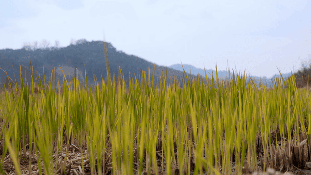 Green rice field with distant mountains