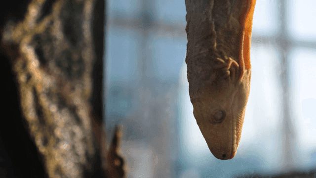 A lizard hanging upside down in a terrarium