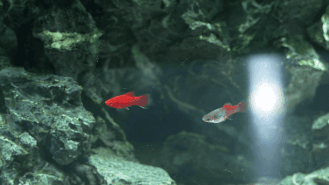 Colorful fish swimming in an aquarium