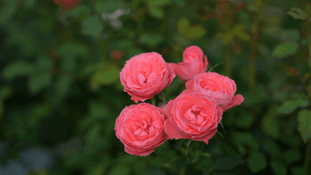 Pink roses blooming in a garden