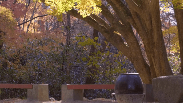 Serene forest with traditional jar