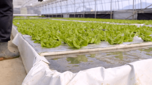 managing hydroponic lettuce