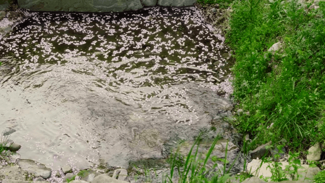 꽃잎이 떠다니는 고요한 시냇물