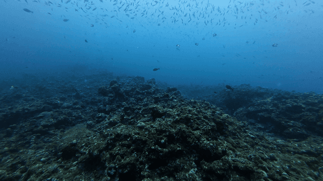 Tropical underwater coral reefs where colorful small fish swim