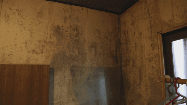 어두운 방의 곰팡이 핀 벽